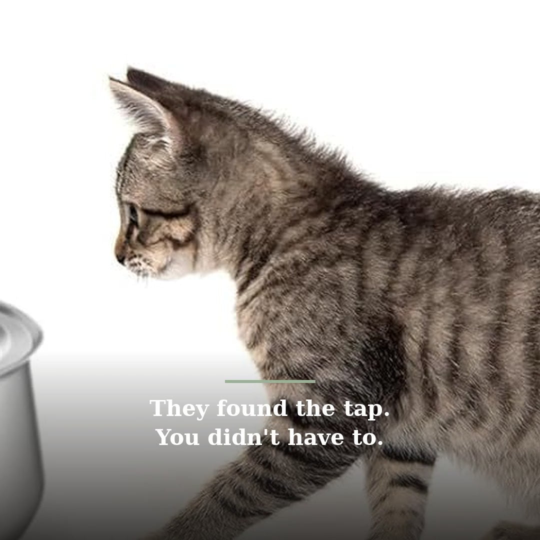 Softpaw Pet Water Fountain